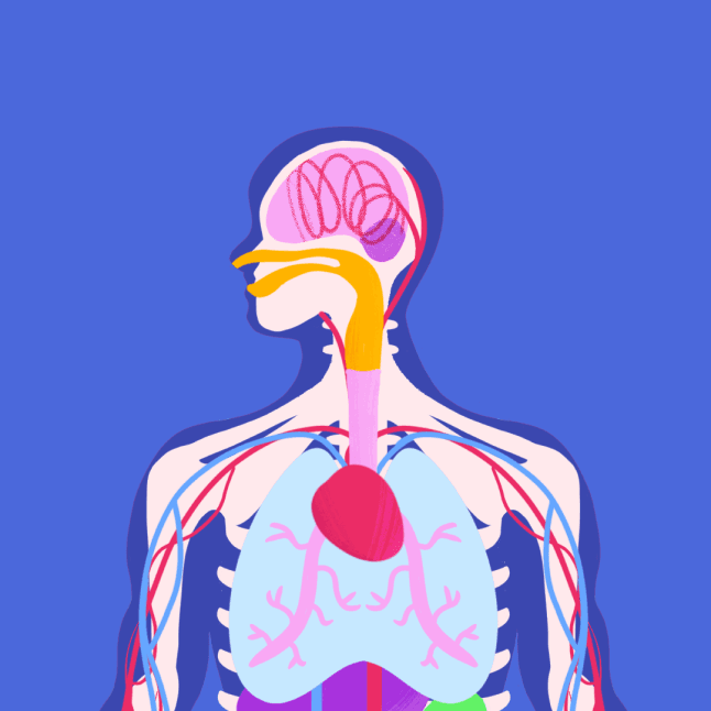 Parts of the Body & Five Senses video