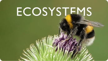 Ecosystems video