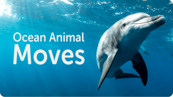 Ocean Animal Moves video