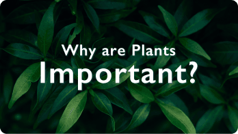 Why are Plants Important? video